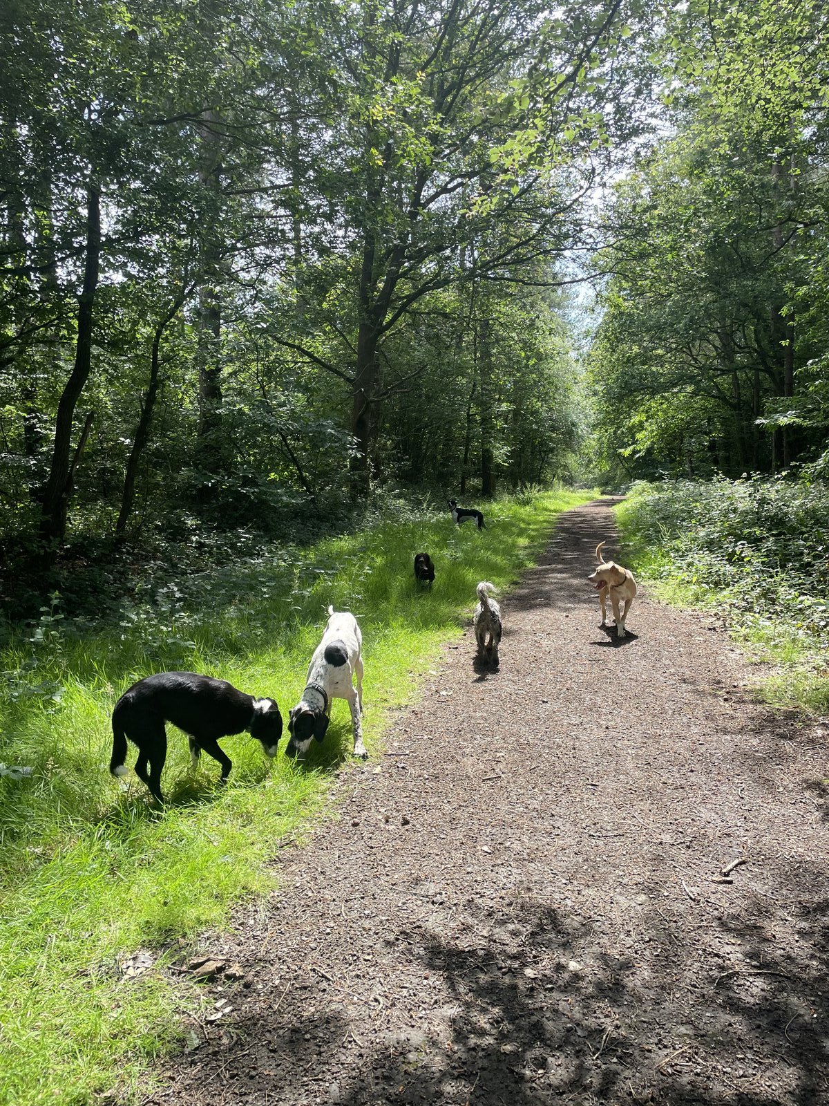 Lauren’s Dog Walking and Pet Sitting